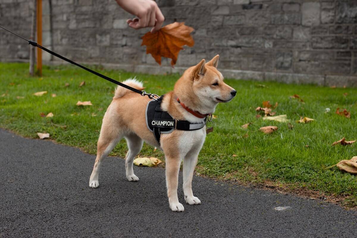 Dog on a lead being walked outdoors
