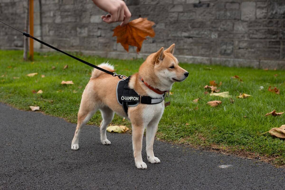 dog on a lead being walked outdoors