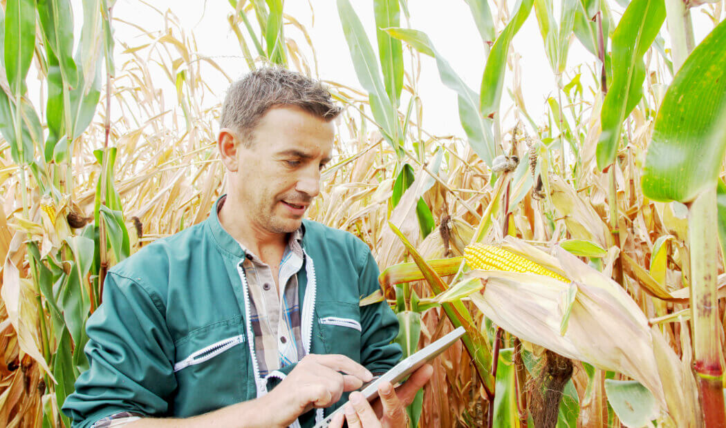 farm worker in a corn field with a handheld tablet