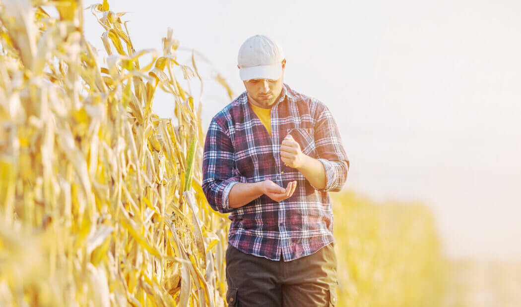 farm worker in a field holding grains