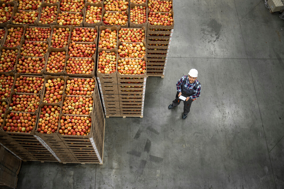 a worker stood next to crates of apples