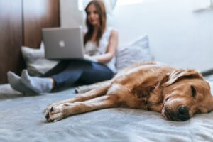 dog lying on bed with person on laptop